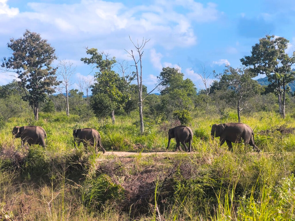 Sri Lanka The Honest Route blog reis Safari Olifanten National Park